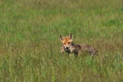 7-FF-Rotfuchs-m.-Beute.