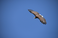 8-FF-Seeadler-Vogelwarte-Kienzheim