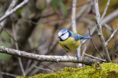 Blaumeise_5
