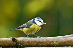 Blaumeise
