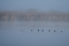 01Federsee_Stimmung