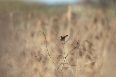 01Blaukehlchen1