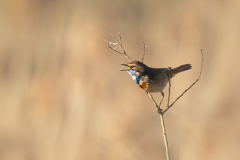 02Blaukehlchen2