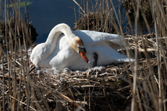 12Schwan_beim_Brueten