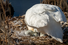13Eier_werden_gewendet