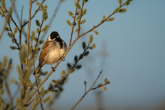 14Rohrammer