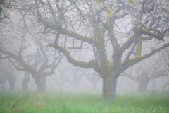STREUOBSTWIESE-IM-TAUBERTAL-3