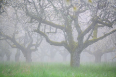 STREUOBSTWIESE-IM-TAUBERTAL-3