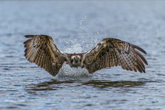 1_Fischadler-beim-Start-aus-dem-Wasser-4238