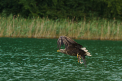 1_Seeadler-mit-Beute-ein-majestaetisches-Tier-1406