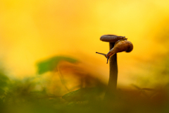 21-12-0-ES-PILZ-UND-SCHNECKE