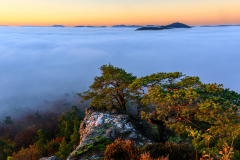 21-12-5-ES-PFAeLZERWALD-IM-MORGENNEBEL-UND-SONNENAUFGANG