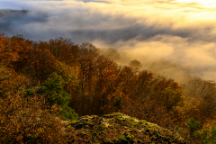 21-12-6-ES-PFAeLZERWALD-NEBEL-LOeST-SICH-AUF