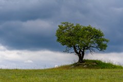 22ERWACHSENDER22-BONSAI-4445