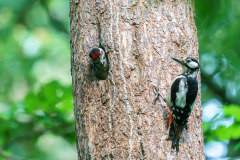 Der-Jungvogel-wartet-auf-Nahrung-8033