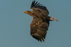 22-01-5-ES-DARss-SEEADLER