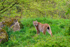 LUCHS