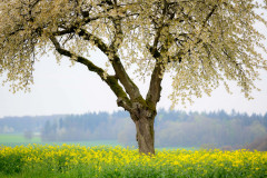 RAPSFELD-MIT-KIRSCHBAUM