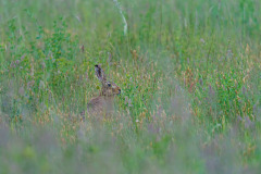 Aufmerksamer-Hase-in-der-morgendlichen-Wiese-3968