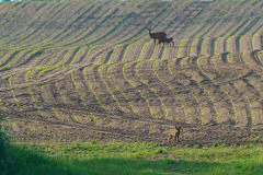 Fuchs-und-Rehe-im-Morgenlicht