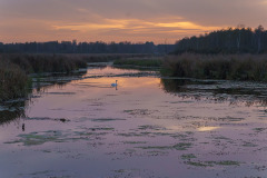 Federsee-3