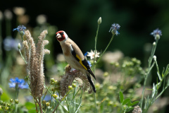 01Stieglitz_auf_unserer_Bienenweide