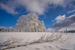 Nici-Schauinsland-Drama-2