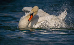 Schwan-im-Wasserrausch