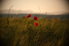 2012_06_05_19_59_DSC_9432_bearbeitet-als-Smartobjekt-1