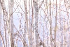 Wald-8112