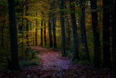Herbststimmung_4