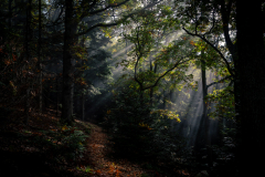 Herbststimmung_5