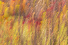ICM_Beeren