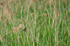 05_das-Blaukehlchen-stimmt-ein_7R31678