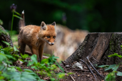 03_Jungfuchs-auf-Streifzug_7R35926-Bearbeitet