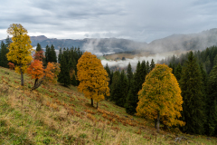 20221105_Berner-Oberland_Herbststimmung-nach-dem-Regen_7R38173