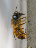 8-Osmia-bicornis-weiblich_frisch-geschluepft