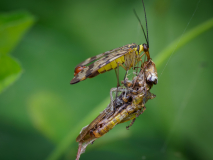 05-Skorpionsfliege