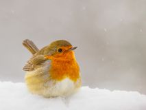 3-Rotkehlchen-im-Schnee