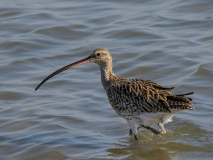 Grosser-Brachvogel