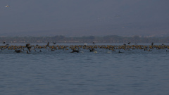 Kormorane-auf-Fischjagd
