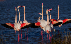 1-Flamingos-in-der-Balz