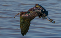 Donana-Sichler-Flug