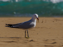 Mar-Menor-Korallenmoewe-mit-Muell