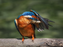 06-Eisvogel