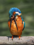 07-Eisvogel