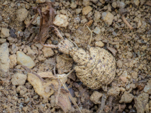 05-Ameisenloewe-immer-rueckwaerts