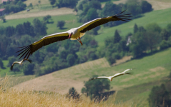 01-Storch