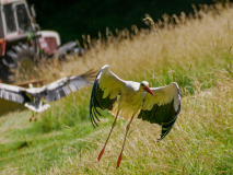 02-Storch
