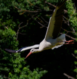 03-Storch